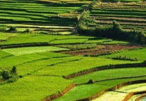 农业电子商务有哪几种 分别是什么模式