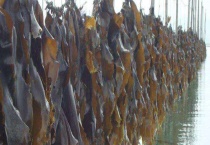 昆布和海带的区别？ 科属、外形均不同