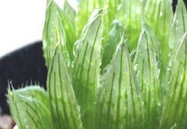 水晶宝草和樱水晶有什么不同 附水晶宝草和樱水晶别称