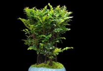 盆栽小叶紫檀干叶有救吗？