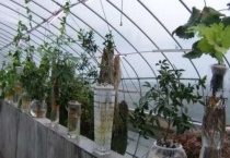 百香果水培快速生根法