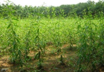 插柳树的时间和多久？