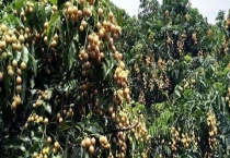 黄皮树结果需要几年 附其产地环境