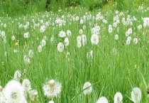 蒲公英的产地分布 蒲公英的产地环境