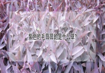 紫色的毛茸茸的是什么草？