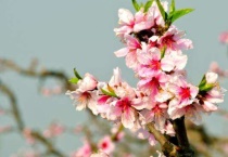 桃花朵朵是什么季节