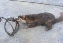 白面狸是几级保护动物