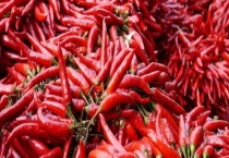 辣椒怎么嫁接成多年生的