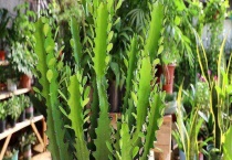 龙骨花叶子发黄怎么回事 如何防止虫害