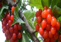 樱桃树几年才能结果子 附种植的注意事项