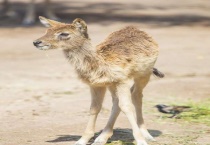 什么是大角驴羚