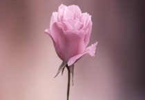 第一次表白送什么花