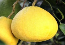 沙地柚的功效作用