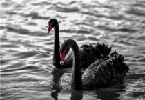 黑天鹅可以家养吗？