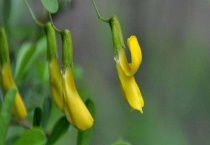 金雀怎么修剪多开花