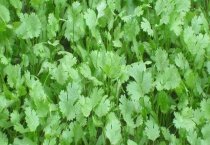 现在香菜多少钱一斤？和芹菜有什么区别？？