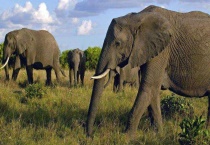 大象喜欢吃什么？