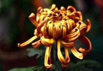 扫墓用什么花好