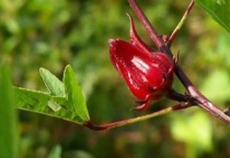 洛神花的功效及搭配