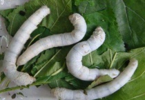 蚕宝宝蜷缩起来是为什么？