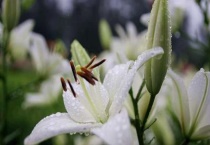 香水百合怎么种植多久？