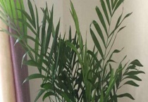 夏威夷椰子怎么浇水 分为几个阶段