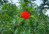 石榴开花时打什么药