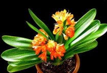 君子兰叶子发软怎么回事