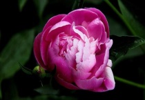 芍药新长出的叶子为什么卷卷的