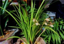 兰花的颜色有哪些？