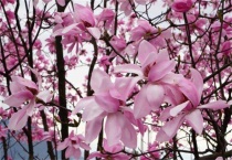 辛夷花又叫什么名字