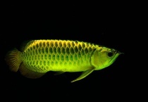 龙鱼撞缸处理办法