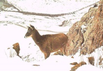 白唇鹿如何投喂