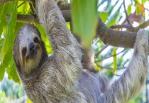 树懒是什么动物 附生活习性