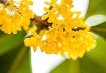 木犀花是桂花吗？