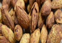 巴旦木可不可以生吃 附巴旦木栽培技术