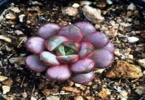 多肉营养土配方