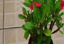 有毒的多肉植物有哪些？附彭珊瑚生长习性