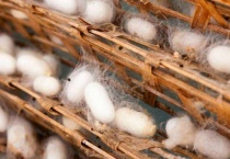 蚕宝宝结茧后怎么办？