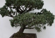 盆景枯萎怎么多久？