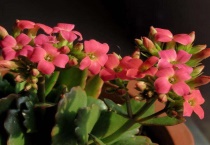 长寿花是草本还是木本