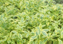 什么是金叶假连翘