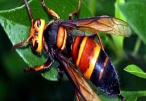 胡蜂如何过冬 胡峰有什么利用价值