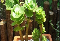 金钱木烂根怎么处理 注意这四方面