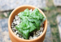 小米星和钱串的区别？