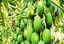 青木瓜直接生吃可以吗 附食用多久？