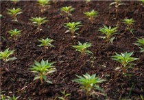 苗期复合肥有哪些？