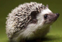 刺猬是哺乳动物吗？