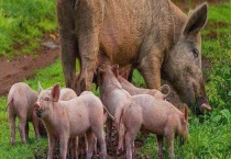 野猪养殖的优势有哪些？野猪防御性强吗？