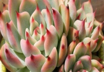 北方几月份多肉可露养